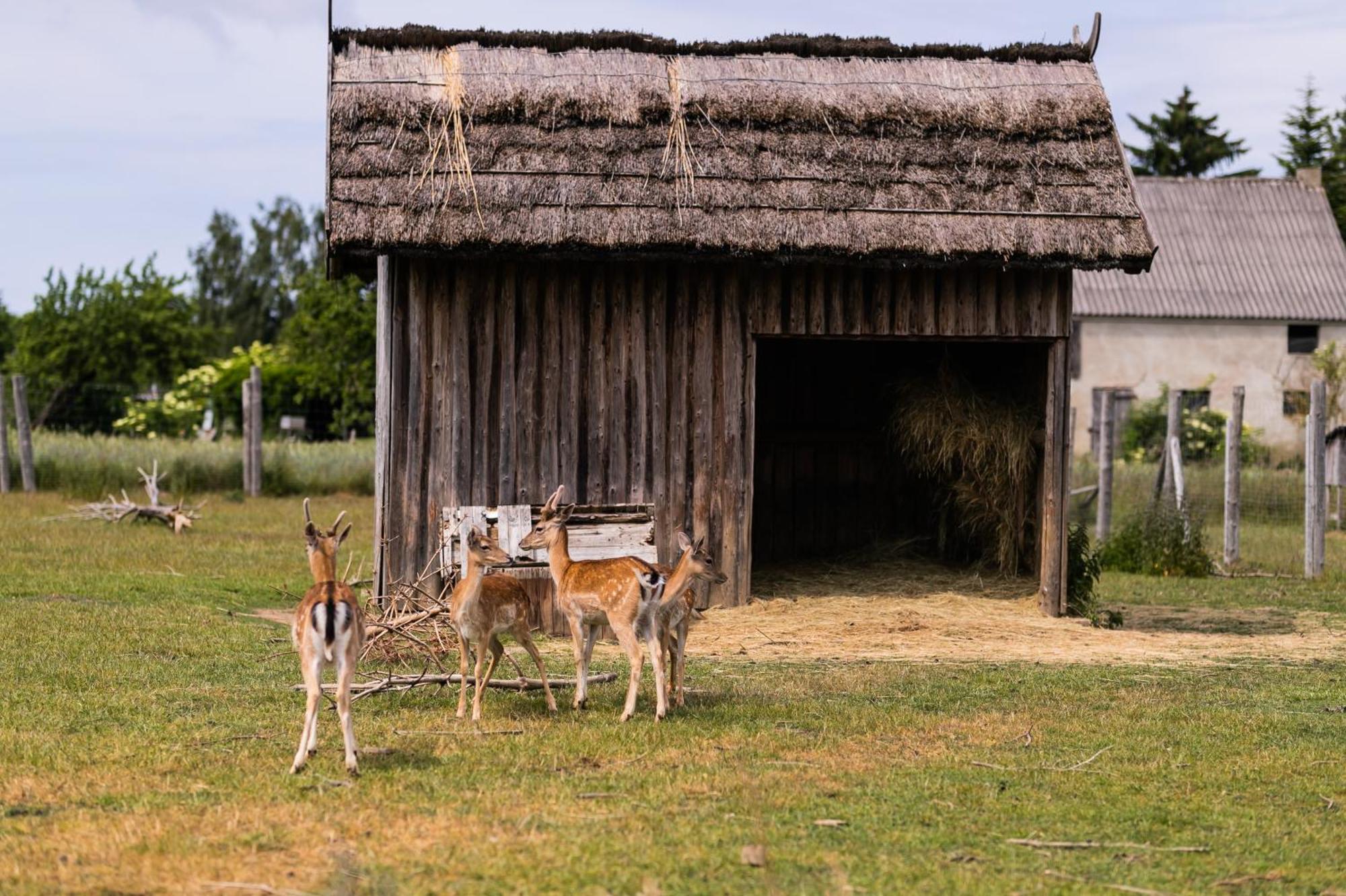 Nordowi Dwor Bed and Breakfast Celbowo Buitenkant foto